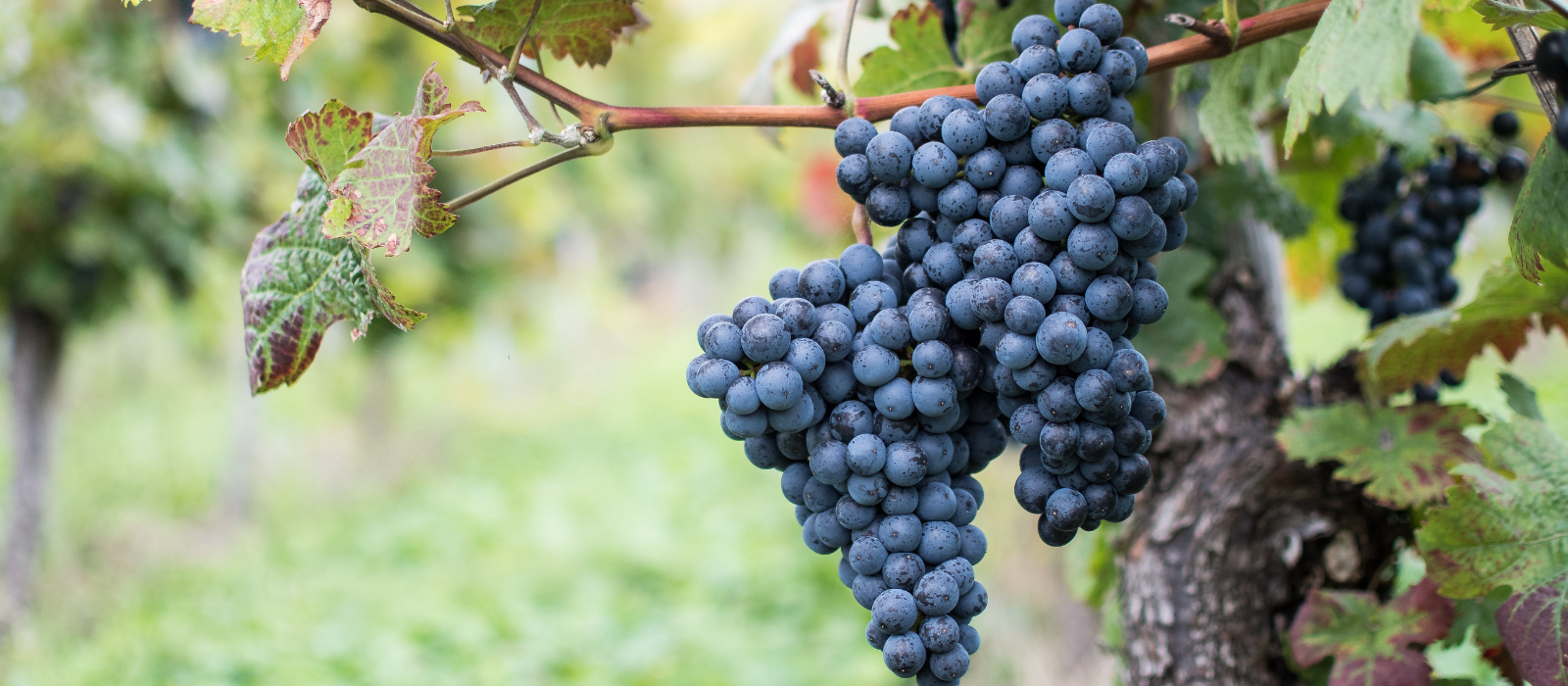 Gruppo Fabbri main sponsor della storica Sagra del Lambrusco Grasparossa